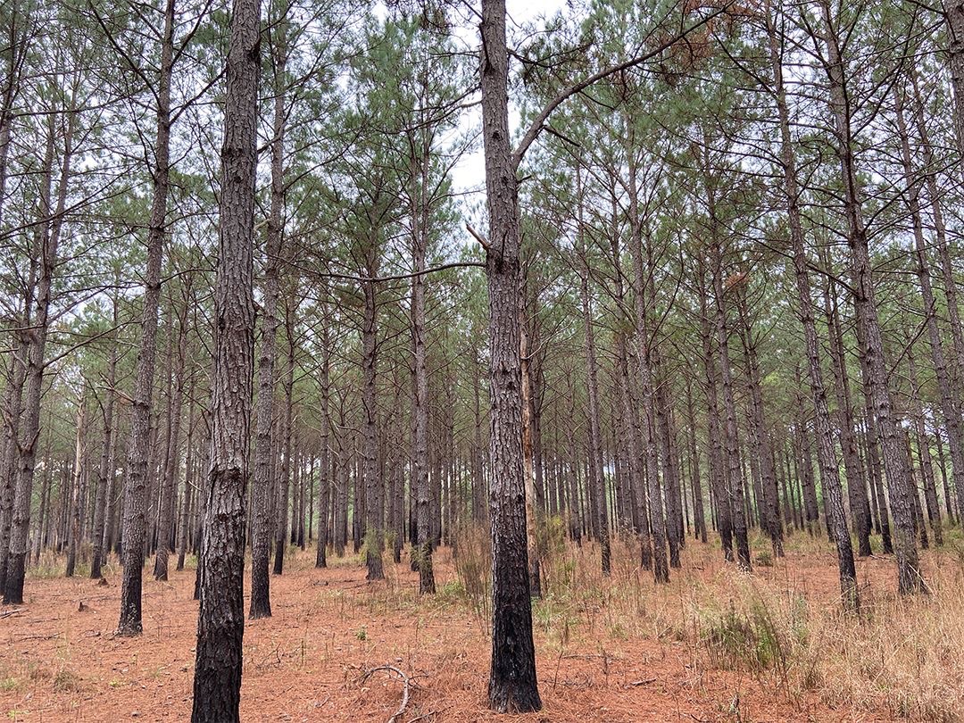 Foreground image